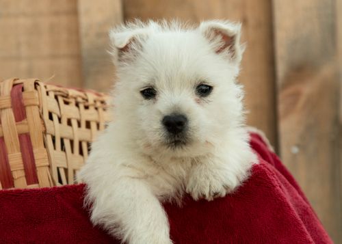 puppy, for, sale, West Highland White Terrier, Amos B. King, dog, breeder, Romney, WV, dog-breeder, puppy-for-sale, forsale, nearby, find, puppyfind, locator, puppylocator, aca